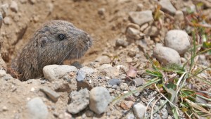 Polémica por las ratas en la basura acumulada a la vera de la Ruta 7