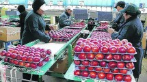 Imagen de ¿Por qué pierde mercados externos la manzana argentina?