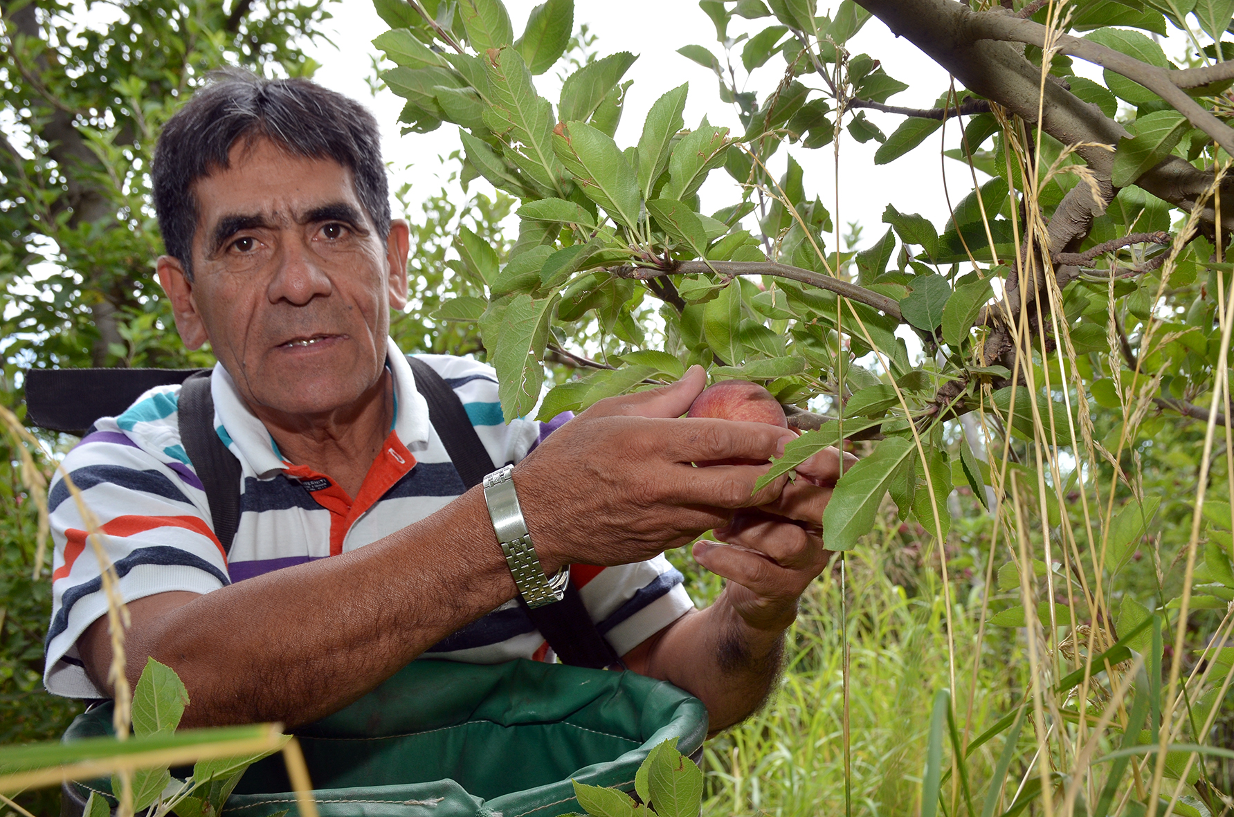 Jorge Barrera, trabajador rural de Valle Azul, homenajeado en la Fiesta Nacional de la Manzana 2020. Foto: Nestor Salas