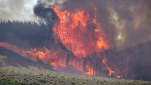 Combaten el incendio de un bosque de Corfone en Junín de los Andes