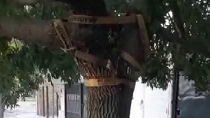 Video: «Remendó» un árbol con una faja, la tiene que devolver y teme que caiga sobre su casa