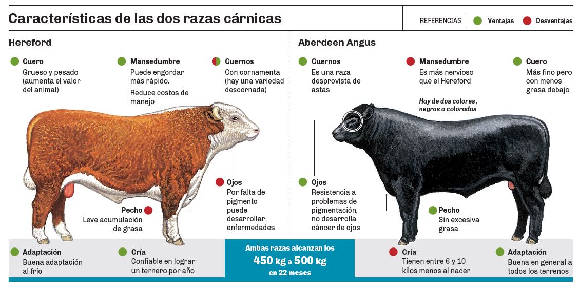 Angus Vs Hereford Las Dos Razas Que Dominan El Campo Una Pasión Que Divide Diario Río Negro 