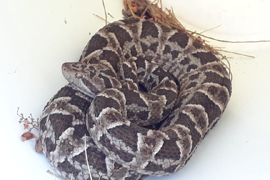 Capturaron una serpiente Yarará en una casa del Lago Pellegrini. (Foto: Gentileza)