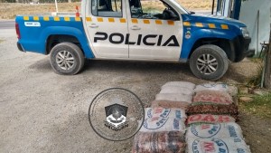 Habían juntado 100 kilos de piñones y se los decomisaron