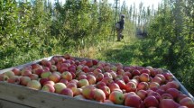 Imagen de Bajo normas de sanidad, continúa la actividad frutícola