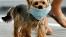 Imagen de Perros y gatos no trasmiten coronavirus pero si pueden ser contagiados por humanos