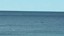 Imagen de Video: apareció una ballena en Las Grutas y piden estar atentos a nuevos avistajes