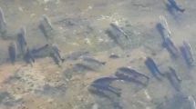 Imagen de Video: «Hay kilómetros de peces, nunca vi al río así»