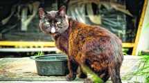 Imagen de Los gatos necesitan del agua más de lo que imaginamos