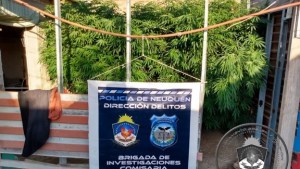 Fueron por un robo, pero dieron con enormes plantas de marihuana en Neuquén