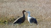 Imagen de Desde Esquel invitan a este tour virtual sobre las aves del Parque Nacional Los Alerces