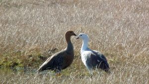 Desde Esquel invitan a este tour virtual sobre las aves del Parque Nacional Los Alerces