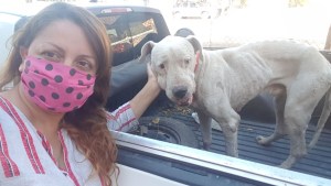 Allen: la difícil tarea de ayudar a perros callejeros durante la cuarentena