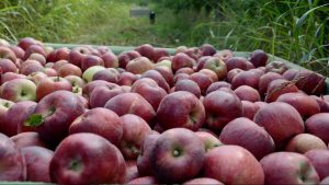 Las empresas colocan más manzanas en el mercado interno