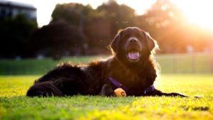 Hoy es el día del Animal: historia, leyes y la eterna espera