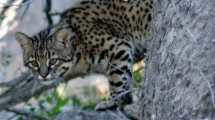 Imagen de La foto del día: un gato montés en el bosque de cipreses del Parque Nacional Lanín