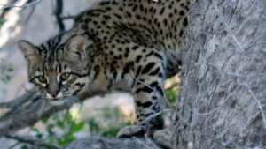 La foto del día: un gato montés en el bosque de cipreses del Parque Nacional Lanín