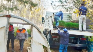 Los pinos nacidos en Huinganco crecerán en Zapala