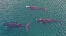 Imagen de Tres ballenas francas pasearon a 300 metros de la costa en Las Grutas