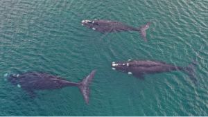 Tres ballenas francas pasearon a 300 metros de la costa en Las Grutas