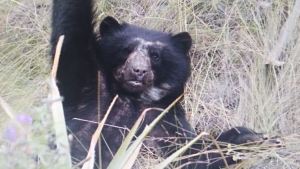 Un osito andino juega en Machu Picchu sin turistas cerca