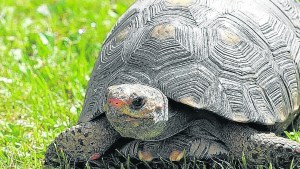 Tortugas: los riesgos de vivir fuera del hábitat natural