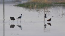 Imagen de Aves tropicales visitan la laguna del San Lorenzo