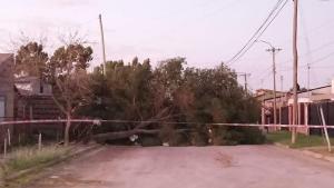 Derribaron árboles y se trabajaron sobre postes de luz tras el temporal en Viedma