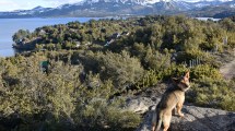 Imagen de Encontraron a un hombre muerto, con una puñalada en el pecho, en Pehuenia