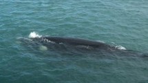 Imagen de Video: una ballena franca austral sorprendió a los portuarios de Caleta Olivia