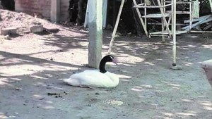 Finalmente el cisne de cuello negro en el canal grande regresó a su hábitat natural