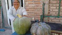 Imagen de Neuquén: 5 mil kilos de zapallos cosechados y más de 100 nuevos agricultores urbanos