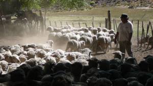 Pequeños productores de la Región Sur mejoran sus majadas