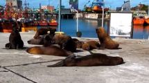 Imagen de Los lobos marinos copan el puerto de Mar del Plata y son furor en las redes