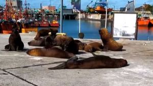 Los lobos marinos copan el puerto de Mar del Plata y son furor en las redes