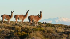 En el día de los guardafaunas, mirá las maravillas que deben proteger en Neuquén