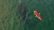 Imagen de Video: salieron en kayak y se cruzaron con una ballena en Las Grutas