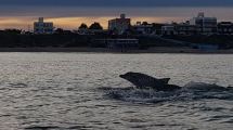 Imagen de Volvían de bucear y se encontraron con estos delfines y sus piruetas en Las Grutas