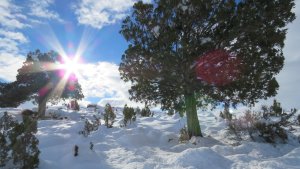 La selva que sobrevivió 18 millones de años está en Aluminé