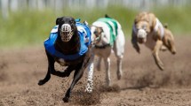 Imagen de Revés para los amantes de los animales: los perros no pueden ser querellantes en Neuquén