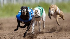 Revés para los amantes de los animales: los perros no pueden ser querellantes en Neuquén