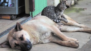 Castración quirúrgica, único método idóneo para control de la población canina y felina