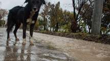 Imagen de Roca empieza a sufrir la lluvia en sus calles