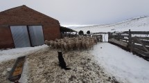 Imagen de Genera incertidumbre la zafra lanera en Río Negro