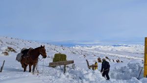 Declaran la emergencia agropecuaria en Río Negro, Neuquén y Chubut