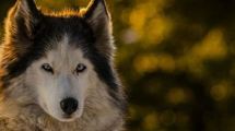 Imagen de El perro que se roba las miradas en San Martín de los Andes