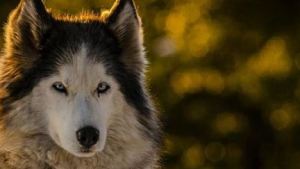 El perro que se roba las miradas en San Martín de los Andes