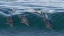 Imagen de Una estudiante de Biología fotografió a delfines surfeando en Las Grutas