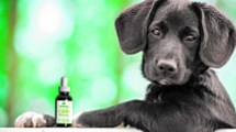 Imagen de Cannabis Medicinal en animales: lo que hay que saber