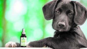 Cannabis Medicinal en animales: lo que hay que saber